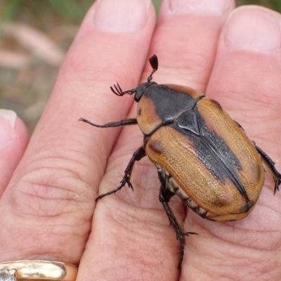 Chondropyga dorsalis (Cowboy beetle) at Murrumbateman, NSW - 20 Jan 2023 by SimoneC