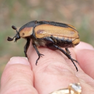 Chondropyga dorsalis at Murrumbateman, NSW - 20 Jan 2023