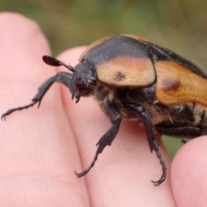 Chondropyga dorsalis at Murrumbateman, NSW - 20 Jan 2023