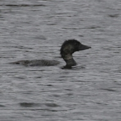 Biziura lobata (Musk Duck) at Coombs Ponds - 20 Jan 2023 by RodDeb