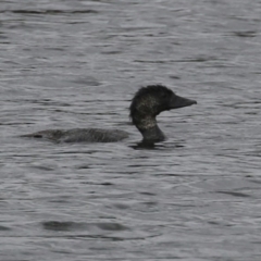 Biziura lobata (Musk Duck) at Molonglo, ACT - 20 Jan 2023 by RodDeb