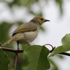 Ptilotula penicillata (White-plumed Honeyeater) at Coombs, ACT - 20 Jan 2023 by RodDeb