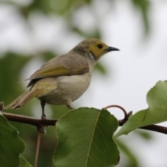 Ptilotula penicillata (White-plumed Honeyeater) at Coombs Ponds - 20 Jan 2023 by RodDeb