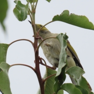 Ptilotula penicillata at Coombs, ACT - 20 Jan 2023