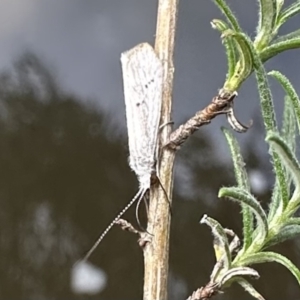 Asmicridea edwardsii at Jagungal Wilderness, NSW - 9 Jan 2023