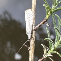Asmicridea edwardsii (Shannon Moth) at Jagungal Wilderness, NSW - 9 Jan 2023 by Pirom
