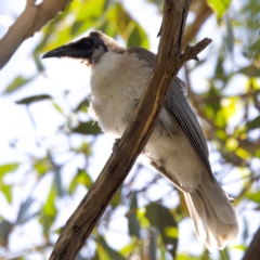 Philemon corniculatus (Noisy Friarbird) at Throsby, ACT - 10 Jan 2023 by KorinneM