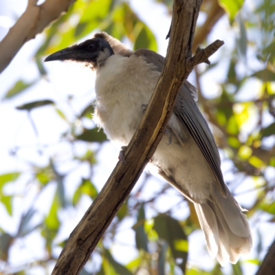 Philemon corniculatus (Noisy Friarbird) at Mulligans Flat - 10 Jan 2023 by KorinneM