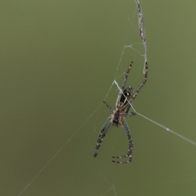 Plebs bradleyi (Enamelled spider) at Cook, ACT - 25 Oct 2022 by Tammy