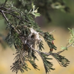 Smicrornis brevirostris (Weebill) at Cook, ACT - 11 Jan 2023 by Tammy