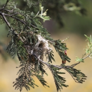 Smicrornis brevirostris at Cook, ACT - 11 Jan 2023