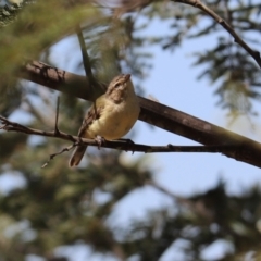 Smicrornis brevirostris at Cook, ACT - 11 Jan 2023