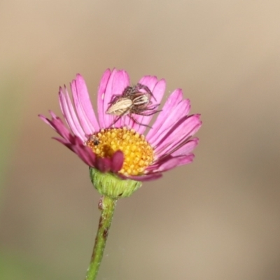 Oxyopes (genus) (Lynx spider) at Kaleen, ACT - 13 Apr 2022 by Tammy