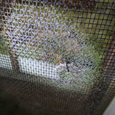 Phrissogonus laticostata (Apple looper moth) at Charleys Forest, NSW - 20 Jan 2023 by arjay