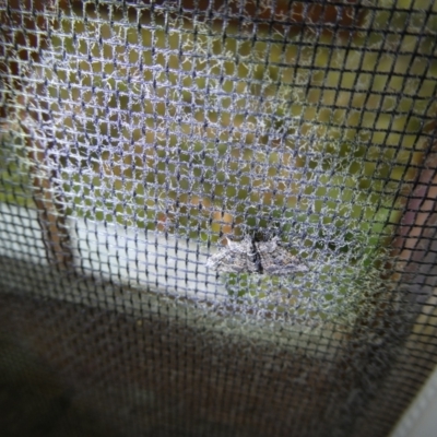 Phrissogonus laticostata (Apple looper moth) at Charleys Forest, NSW - 21 Jan 2023 by arjay