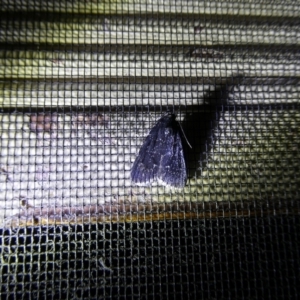 Mimaglossa nauplialis and habitalis at Charleys Forest, NSW - 20 Jan 2023