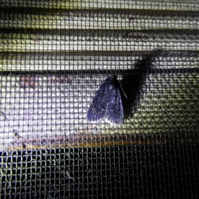 Mimaglossa nauplialis and habitalis at Charleys Forest, NSW - 20 Jan 2023 by arjay