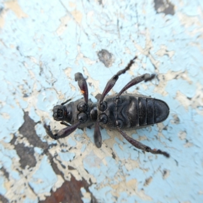 Acantholophus echinatus (Spiny ground weevil) at Mongarlowe River - 20 Jan 2023 by arjay