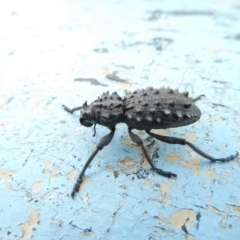 Acantholophus echinatus at Charleys Forest, NSW - suppressed