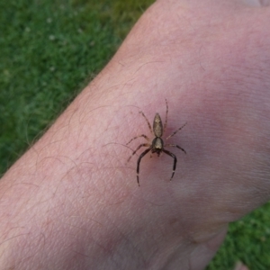 Helpis sp. (genus) at Charleys Forest, NSW - suppressed