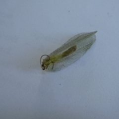 Neuroptera (order) (Unidentified lacewing) at QPRC LGA - 17 Jan 2023 by arjay