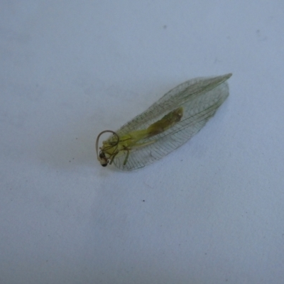 Neuroptera (order) (Unidentified lacewing) at Mongarlowe River - 17 Jan 2023 by arjay