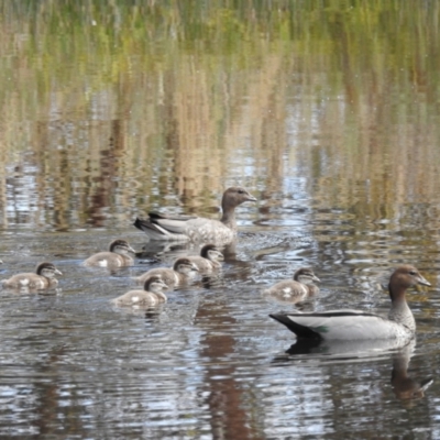 Chenonetta jubata (Australian Wood Duck) at Lions Youth Haven - Westwood Farm A.C.T. - 20 Jan 2023 by HelenCross