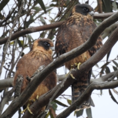 Falco longipennis (Australian Hobby) at Lions Youth Haven - Westwood Farm A.C.T. - 20 Jan 2023 by HelenCross