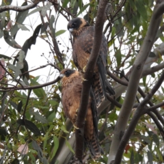 Falco longipennis at Kambah, ACT - 21 Jan 2023