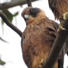 Falco longipennis at Kambah, ACT - 21 Jan 2023