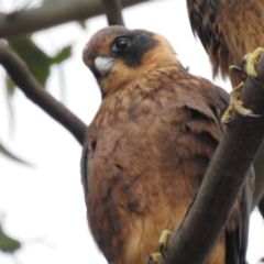 Falco longipennis at Kambah, ACT - suppressed