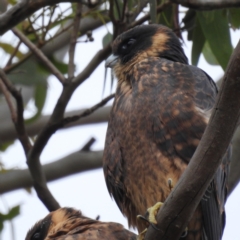 Falco longipennis at Kambah, ACT - 21 Jan 2023