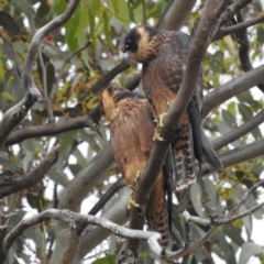 Falco longipennis at Kambah, ACT - suppressed