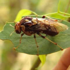 Pergagrapta polita at Stromlo, ACT - 21 Jan 2023