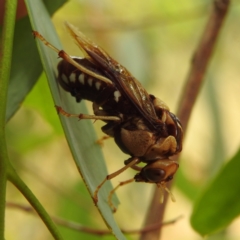 Pergagrapta polita at Stromlo, ACT - 21 Jan 2023