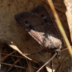 Agrotis infusa (Bogong Moth, Common Cutworm) at Wodonga, VIC - 21 Jan 2023 by KylieWaldon