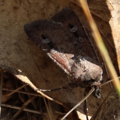 Unidentified Moth (Lepidoptera) at Wodonga, VIC - 20 Jan 2023 by KylieWaldon