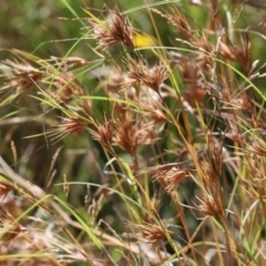 Themeda triandra (Kangaroo Grass) at Wodonga, VIC - 20 Jan 2023 by KylieWaldon