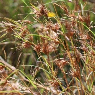 Themeda triandra (Kangaroo Grass) at Wodonga, VIC - 21 Jan 2023 by KylieWaldon