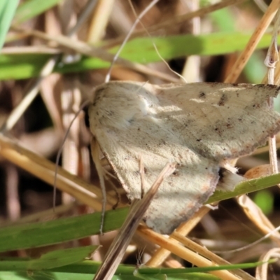 Unverified Moth (Lepidoptera) at Wodonga, VIC - 21 Jan 2023 by KylieWaldon