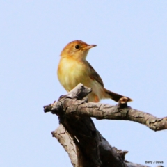 Cisticola exilis (Golden-headed Cisticola) at Gungahlin, ACT - 21 Jan 2023 by davobj