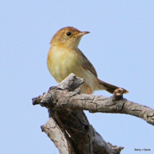 Cisticola exilis at Gungahlin, ACT - 21 Jan 2023 07:58 AM