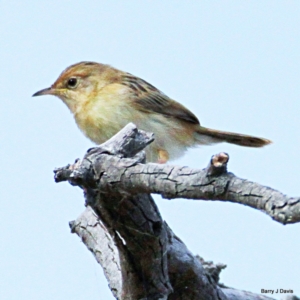 Cisticola exilis at Gungahlin, ACT - 21 Jan 2023 07:58 AM