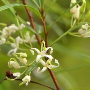 Lomatia myricoides at Bundanoon, NSW - 18 Jan 2023