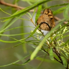 Lomatia myricoides at Bundanoon, NSW - 18 Jan 2023