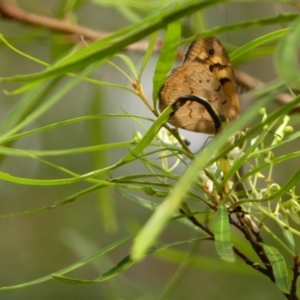 Lomatia myricoides at Bundanoon, NSW - 18 Jan 2023