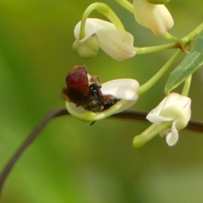 Exoneura sp. (genus) (A reed bee) at Leaver Park - 17 Jan 2023 by Curiosity