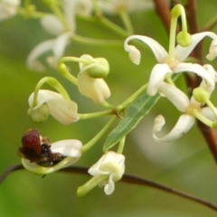 Exoneura sp. (genus) at Bundanoon, NSW - 18 Jan 2023