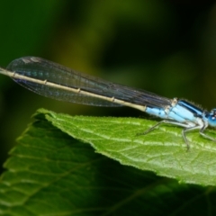 Ischnura heterosticta (Common Bluetail Damselfly) at Downer, ACT - 21 Jan 2023 by RobertD