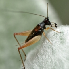 Trigonidium sp. (genus) (A Sword-tail Cricket) at Downer, ACT - 20 Jan 2023 by RobertD